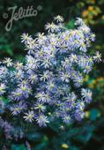 Aster turbinellus